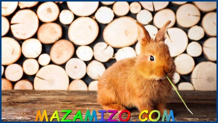 10 أشياء يجب معرفتها عن البرج الصيني الأرنب مواليد شهر |مارس| post thumbnail image